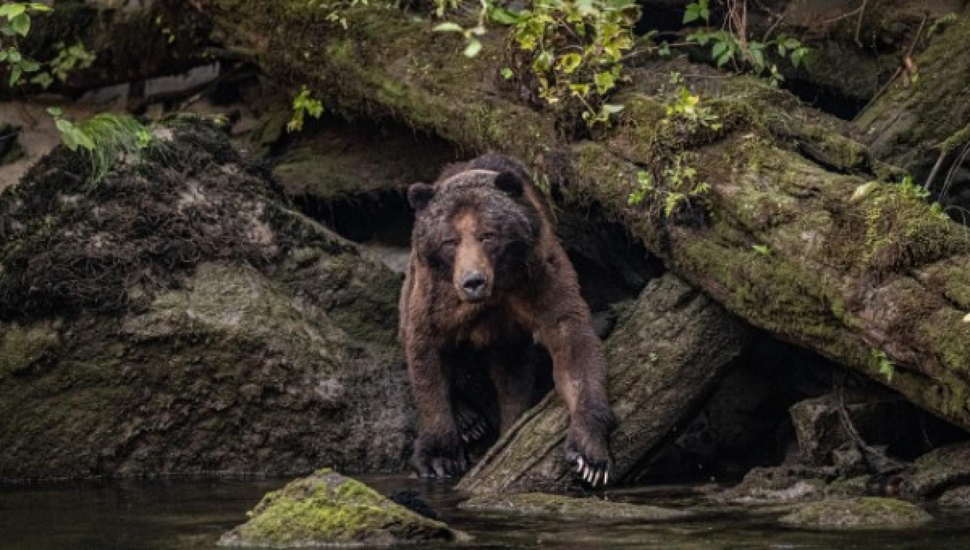 A Round-up of 2021 Bear Attacks “So Far”