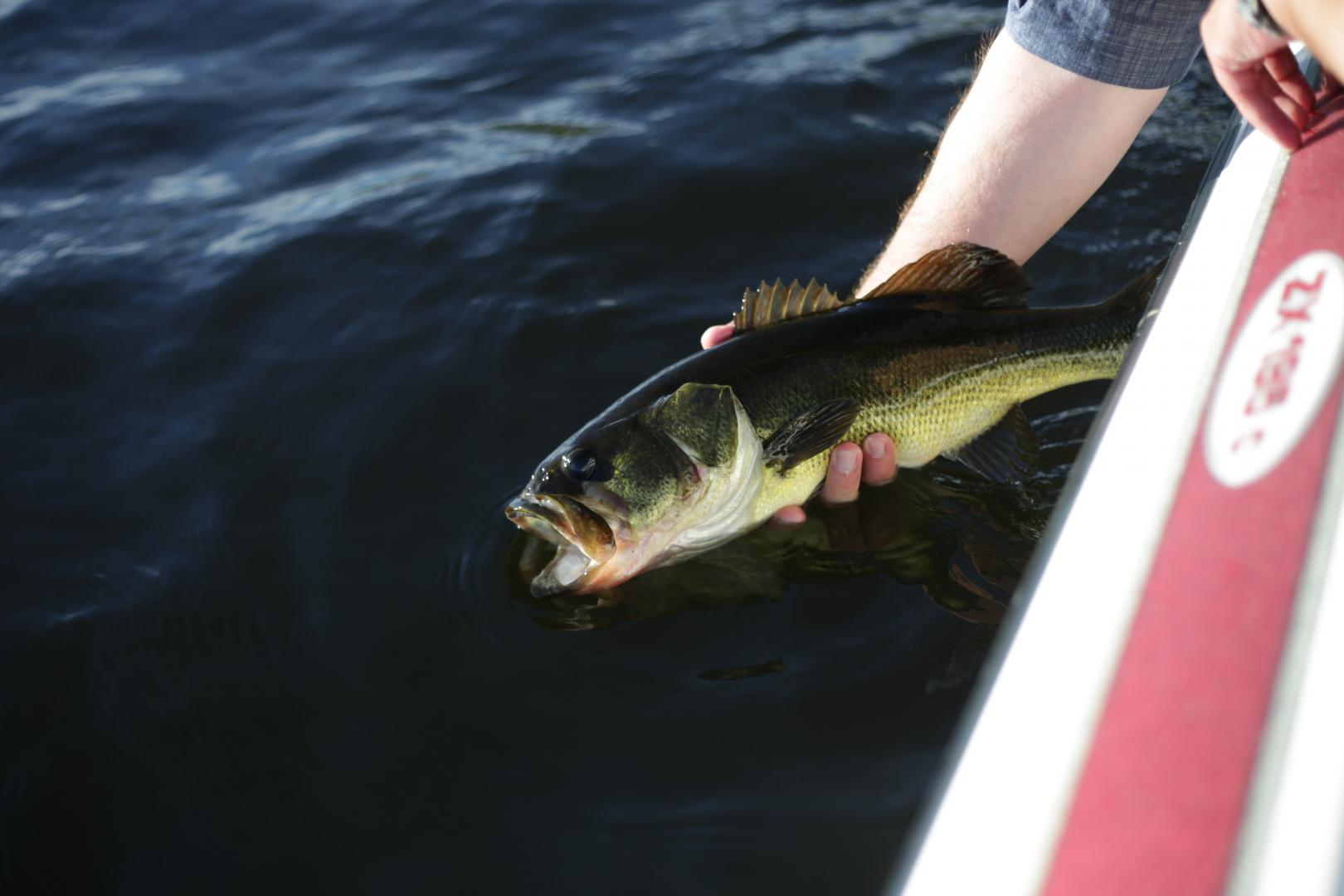 Bass fishing doesn't have to be complicated