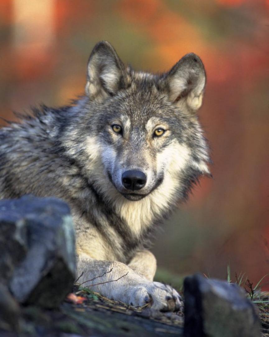 Biden backs Trump’s Decision to Lift Gray Wolf Hunting Restrictions