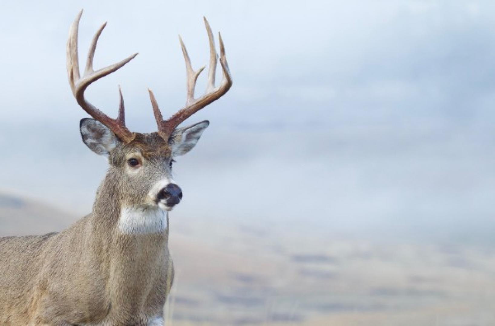 2020 Deer Harvest Highest in Nearly a Decade