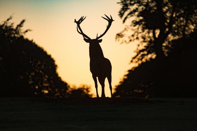 Don't Wait to Find Your Next Deer Hunting Property