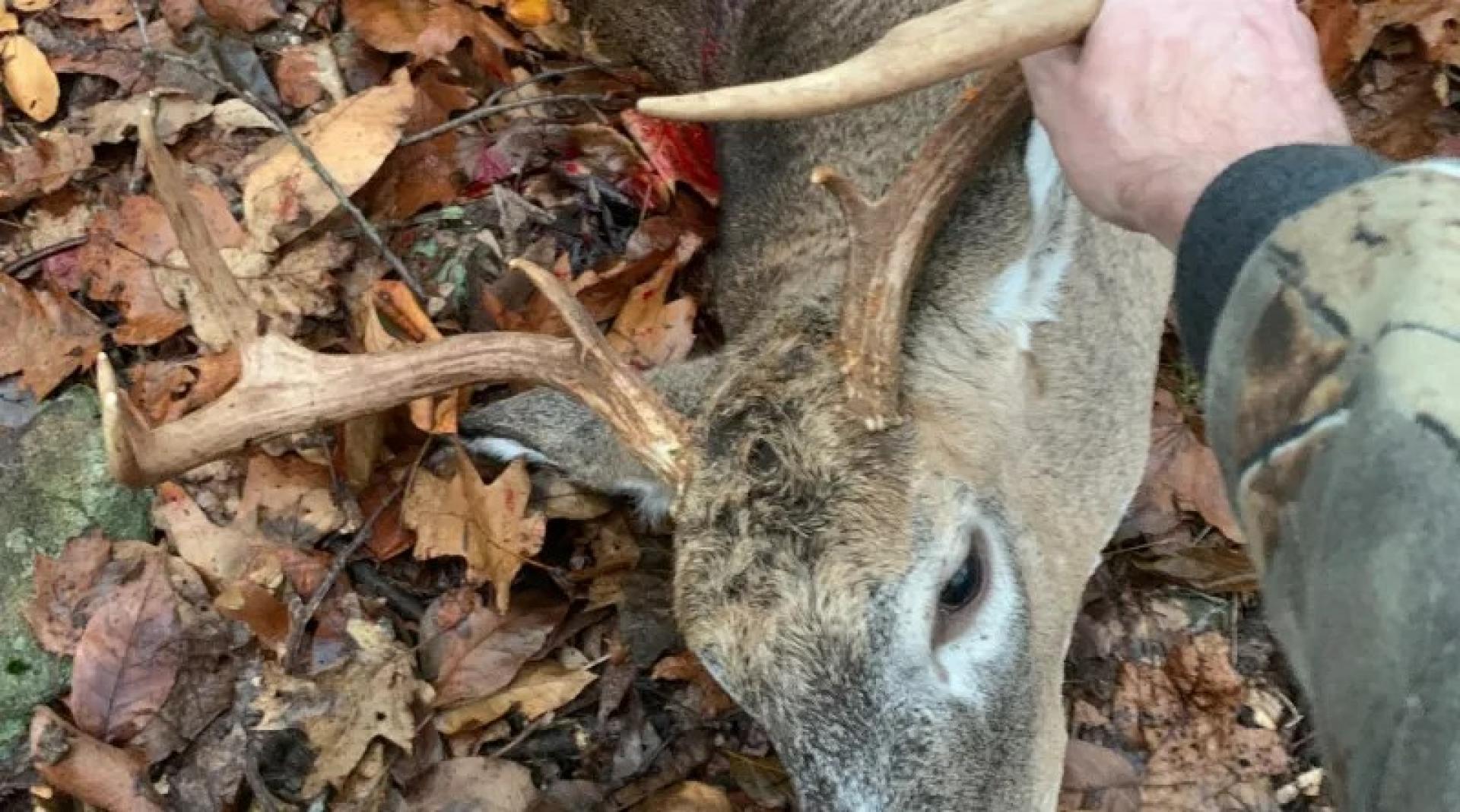 If You’re A Whitetail Hunter, Now is the Time to Get in the Woods