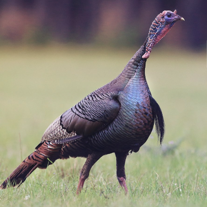 It pays to "sit right" during turkey season