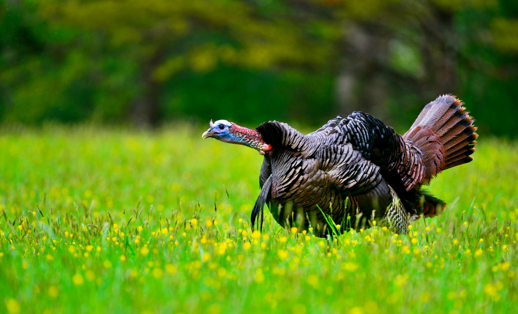 One Secret for Success: Midday Turkey Hunting