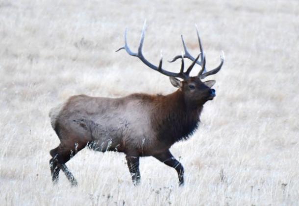 RMEF Safeguards Crucial Elk Corridor in New Mexico
