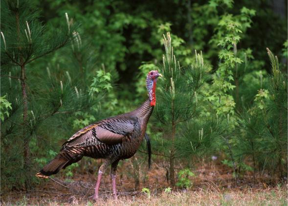 Setup for Success When Turkey Hunting