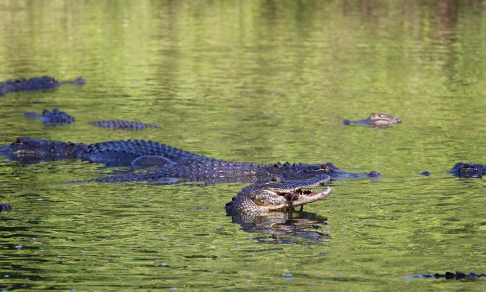 The 3-Step Guide to Alligator Hunting