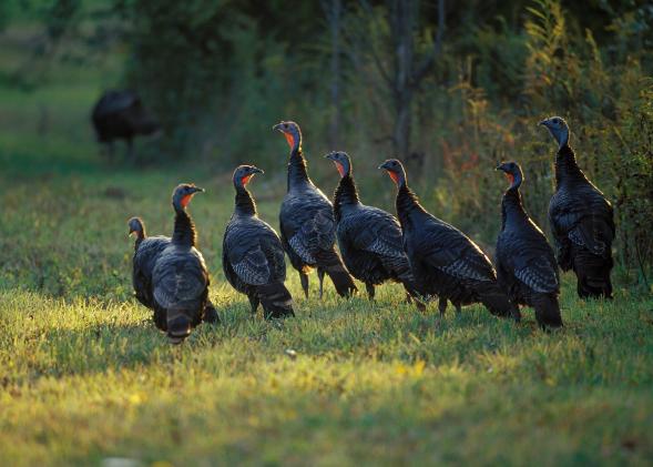 Tips for the tail end of turkey season