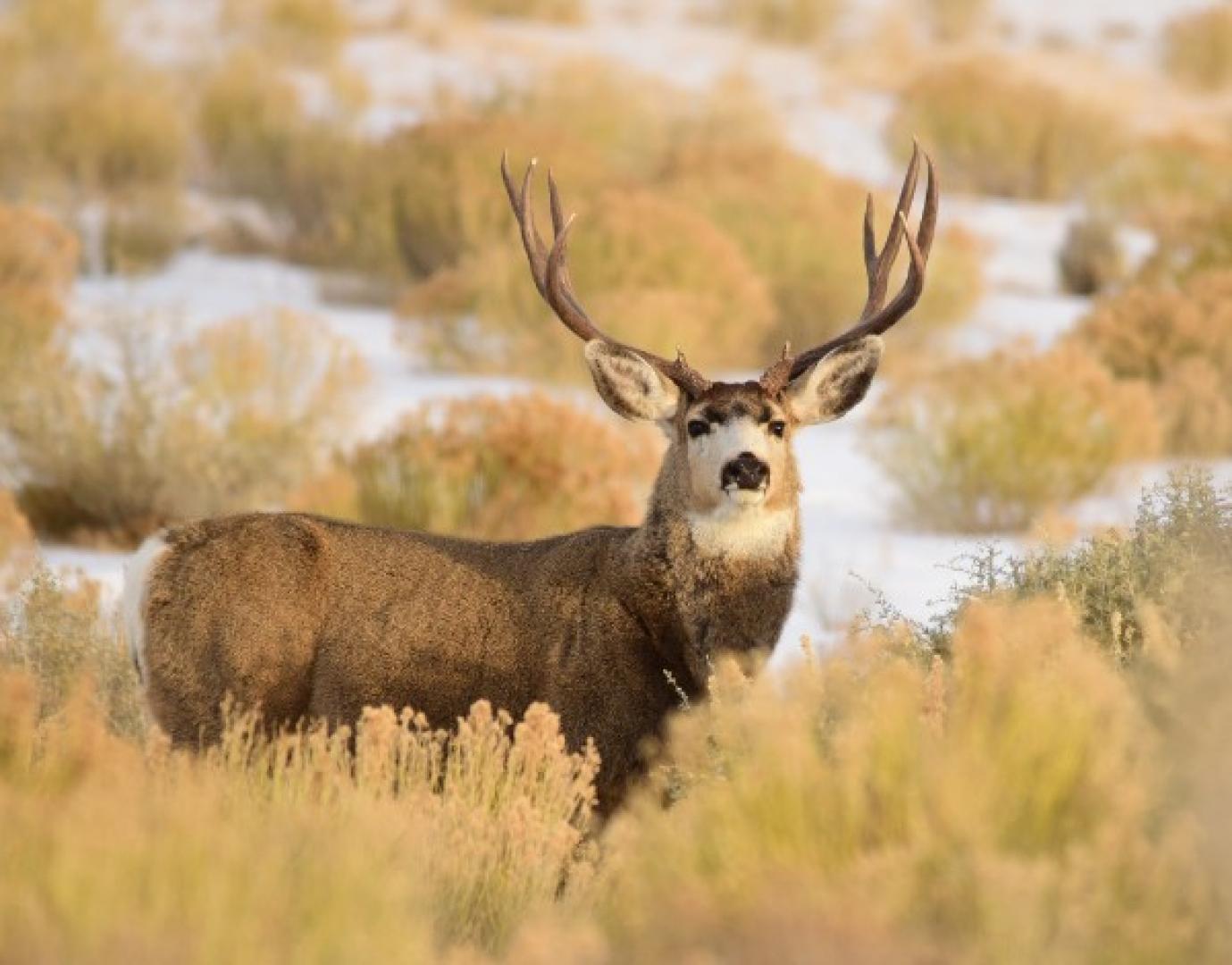 Top 8 Mule Deer Spots